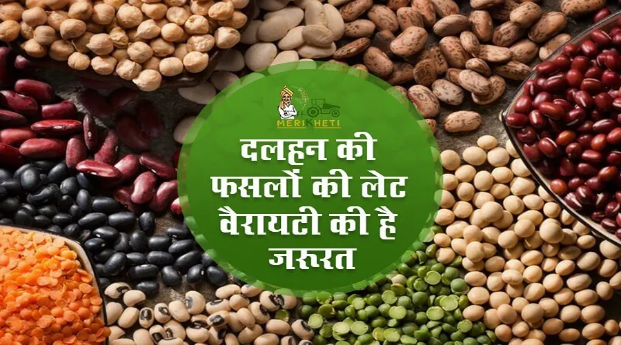 दलहन की फसलों की लेट वैरायटी की है जरूरत