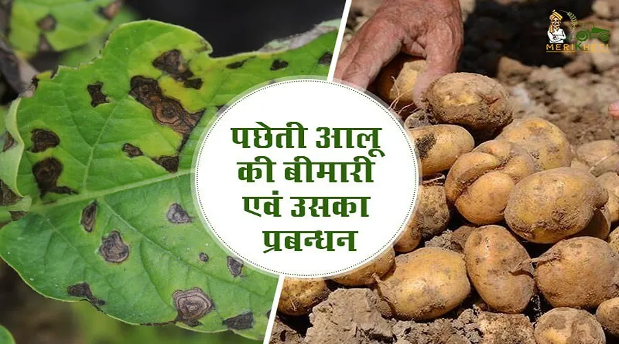 आलू की पछेती झुलसा बीमारी एवं उनका प्रबंधन