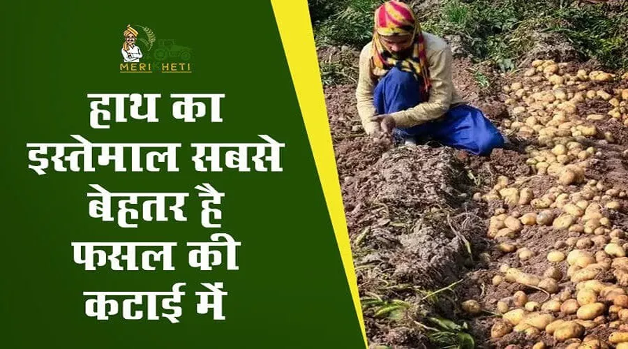 Fasal ki katai kaise karen: हाथ का इस्तेमाल सबसे बेहतर है फसल की कटाई में