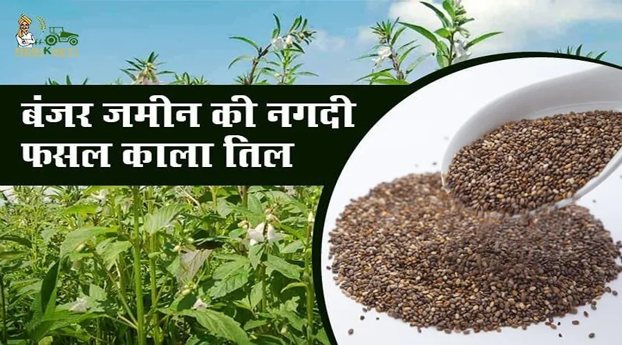 इस फसल को बंजर खेत में बोएं: मुनाफा उगाएं - काला तिल (Black Sesame)