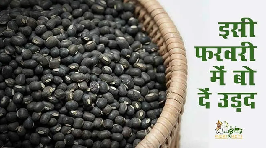 Urad dal ki kheti: इसी फरवरी में बो दें उड़द
