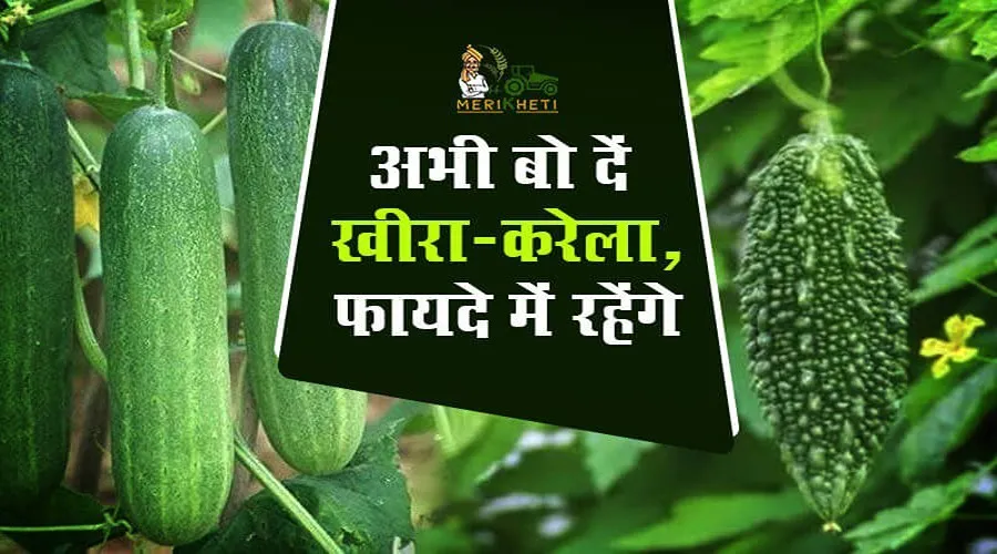 फरवरी में उगाई जाने वाली सब्जियां: मुनाफा कमाने के लिए अभी बोएं खीरा और करेला