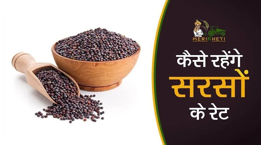 देश की सभी मंडियों में एमएसपी से ऊपर बिक रही सरसों