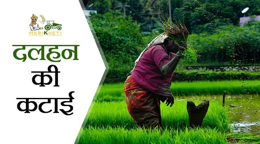 दलहन की कटाई: मसूर चना [Dalhan ki katai: Masoor, Chana]