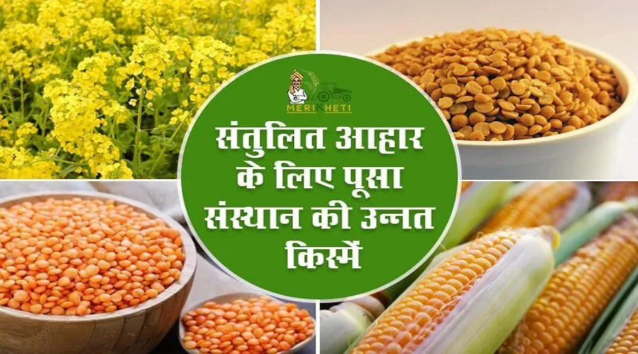 संतुलित आहार के लिए पूसा संस्थान की उन्नत किस्में