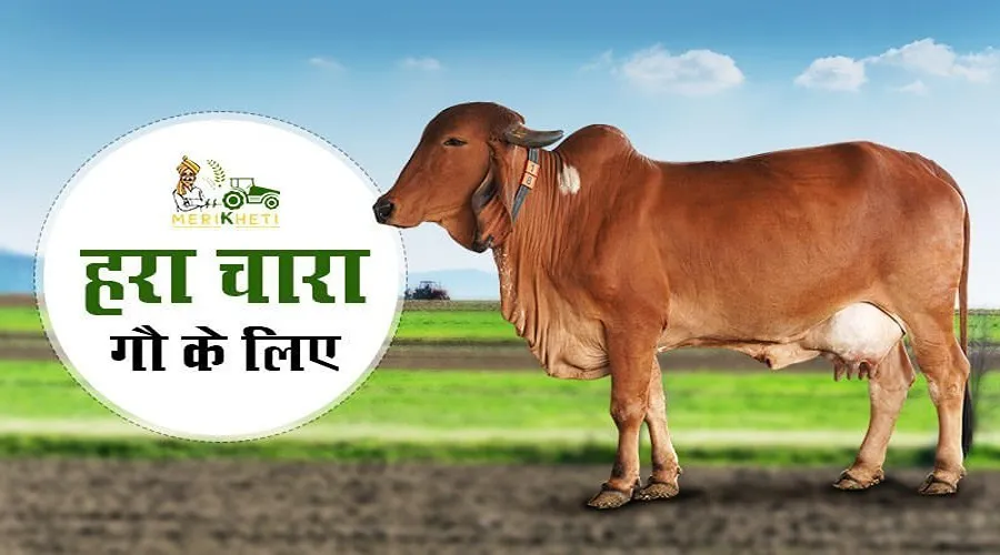 हरा चारा गौ के लिए ( Green Fodder for Cow)