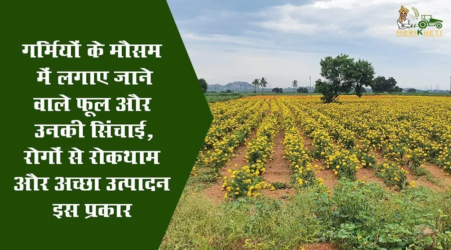 गर्मियों के मौसम में लगाए जाने वाले फूल (Flowering Plants to be sown in Summer)