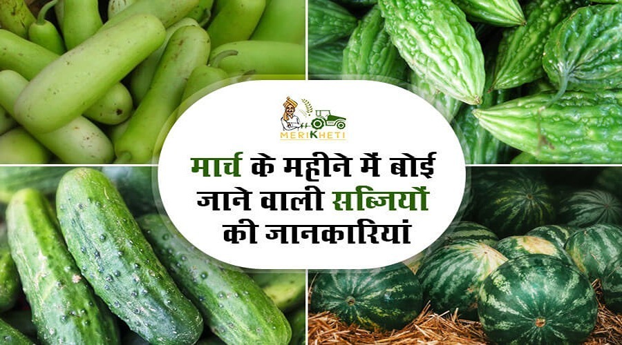 क्यों है मार्च का महीना, सब्जियों का खजाना : पूरा ब्यौरा ( Vegetables to Sow in the Month of March in Hindi)