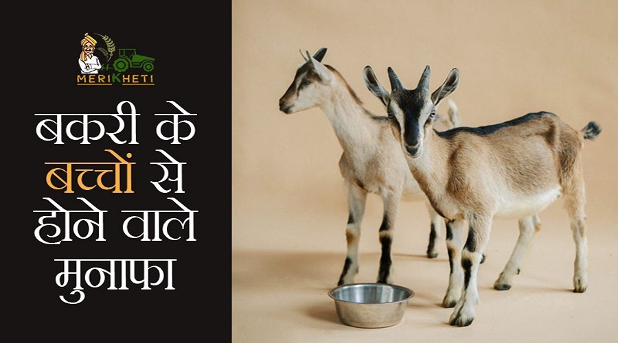 बकरी पालन और नवजात मेमने की देखभाल में रखे यह सावधानियां (goat rearing and newborn lamb care) in Hindi