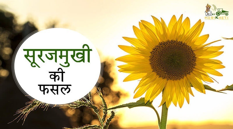 सूरजमुखी की फसल के लिए उन्नत कृषि विधियाँ (Sunflower Farming in Hindi)
