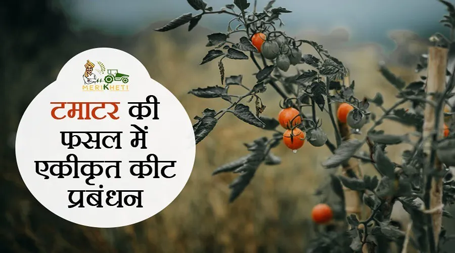 टमाटर की फसल में एकीकृत कीट प्रबंधन