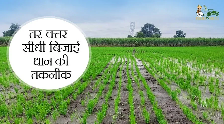 तर वत्तर सीधी बिजाई धान : भूजल-पर्यावरण संरक्षण व खेती लागत बचत का वरदान (Direct paddy plantation)