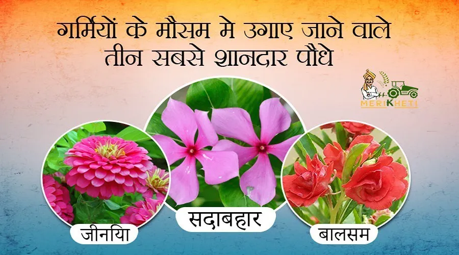 गर्मियों के मौसम मे उगाए जाने वाले तीन सबसे शानदार फूलों के पौधे