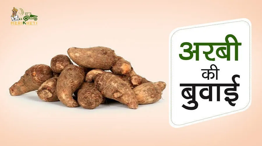 अरबी की बुवाई का मौसम : फरवरी-मार्च और जून-जुलाई, सम्पूर्ण जानकारी