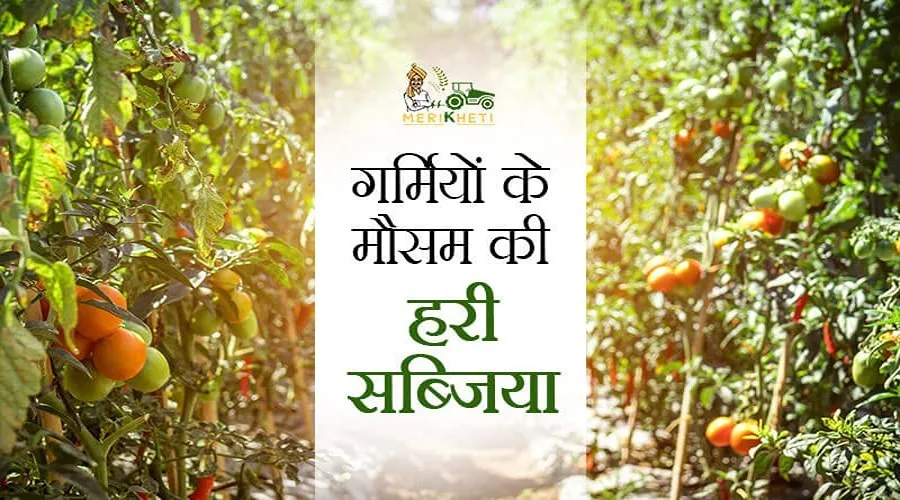 गर्मियों की हरी सब्जियां आसानी से किचन गार्डन मे उगाएं : करेला, भिंडी, घीया, तोरी, टिंडा, लोबिया, ककड़ी