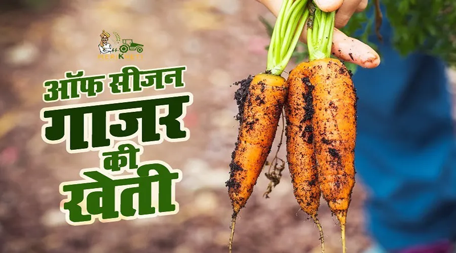 ऑफ सीजन में गाजर बोयें, अधिक मुनाफा पाएं (sow carrots in off season to reap more profit in hindi)