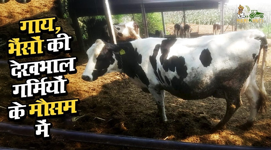 गाय भैंसों की देखभाल गर्मी के दिनों में कैसे करें (Taking care of cow & buffaloes in summer in Hindi)