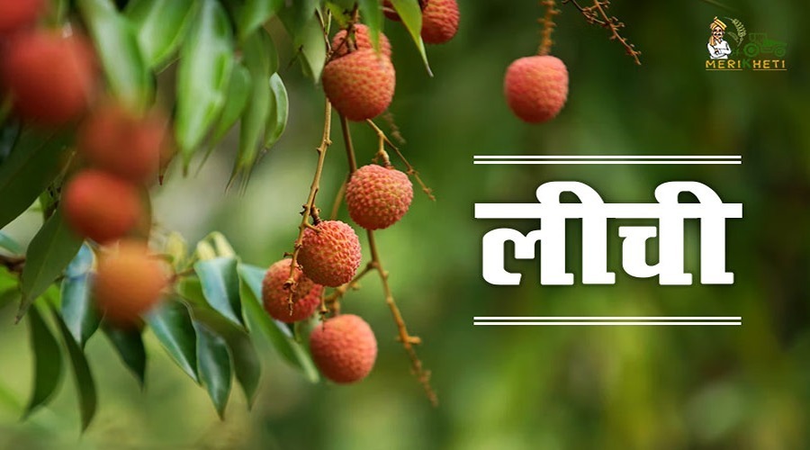 लीची की वैरायटी (Litchi varieties information in Hindi)
