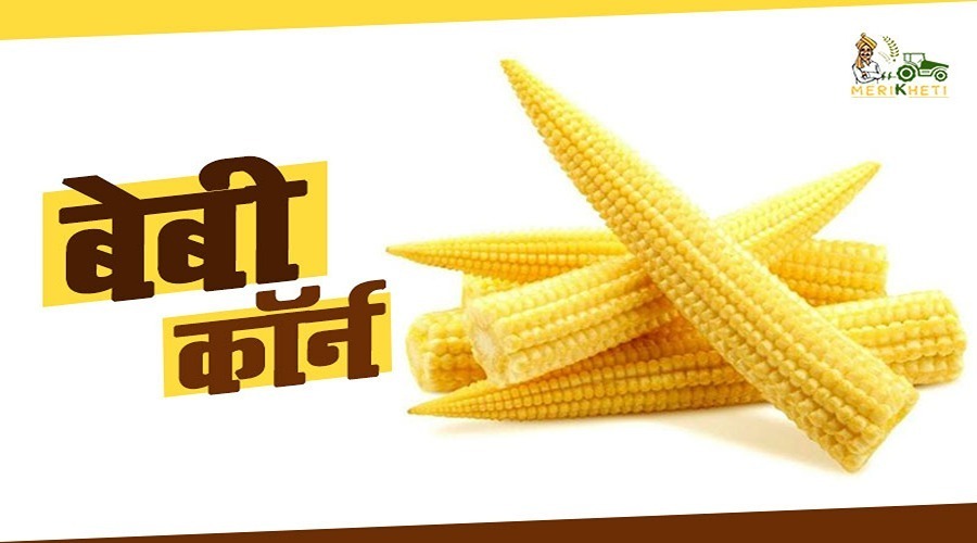 बेबी कॉर्न की खेती (Baby Corn farming complete info in hindi)