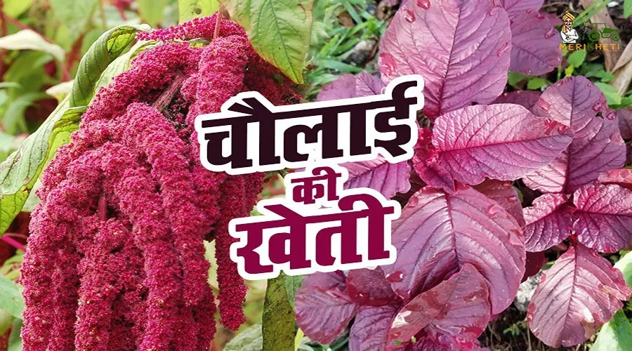 चौलाई की खेती कैसे करें (Cholai Ki Kheti)