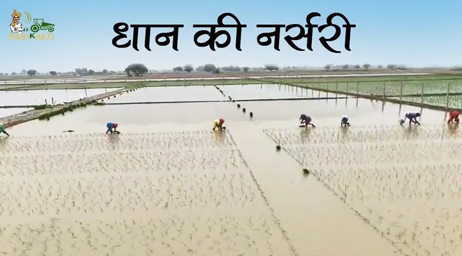 मानसून की आहट : किसानों ने की धान की नर्सरी की तैयारी की शुरुआत