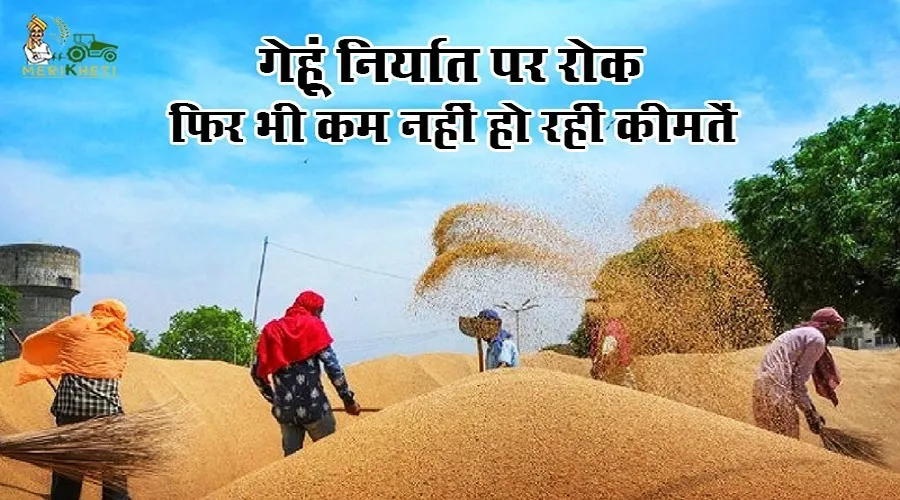 गेहूं निर्यात पर रोक, फिर भी कम नहीं हो रहीं कीमतें