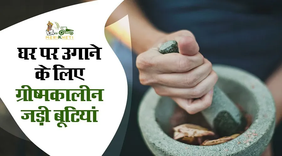 घर पर उगाने के लिए ग्रीष्मकालीन जड़ी बूटियां (Summer herbs to grow at home in hindi)