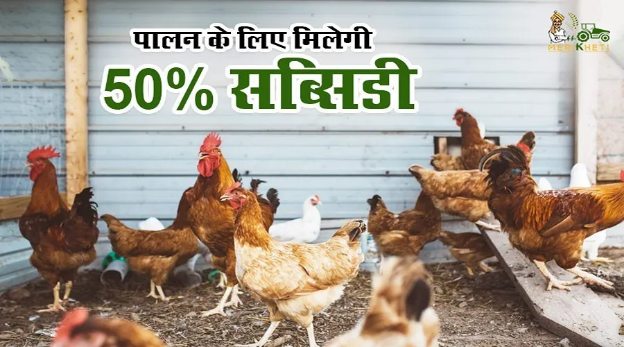 भेड़, बकरी, सुअर और मुर्गी पालन के लिए मिलेगी 50% सब्सिडी, जानिए पूरी जानकारी