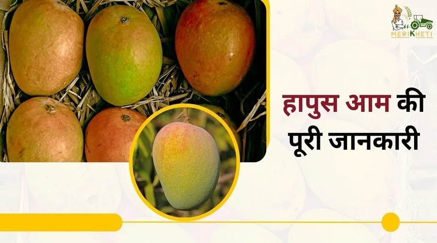 हापुस आम की पूरी जानकारी (अल्फांसो - Alphonso Mango information in Hindi)