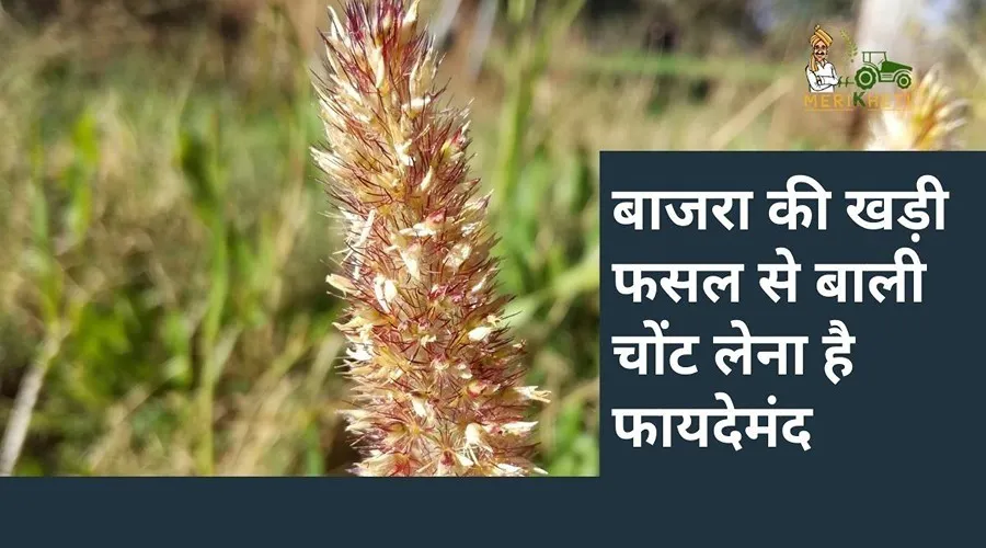 बाजरा की खड़ी फसल से बाली चोंट लेना है फायदेमंद