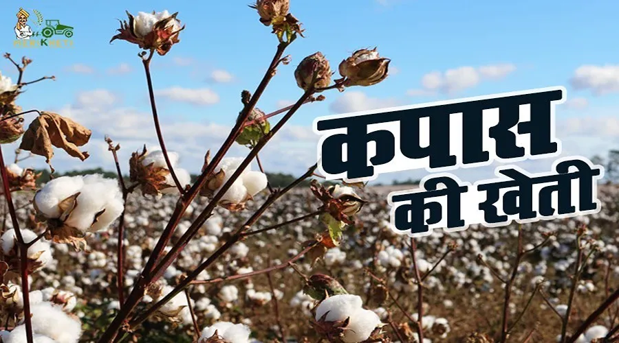 किसानों के लिए सफेद सोना साबित हो रही कपास की खेती : MSP से डबल हो गए कपास के दाम