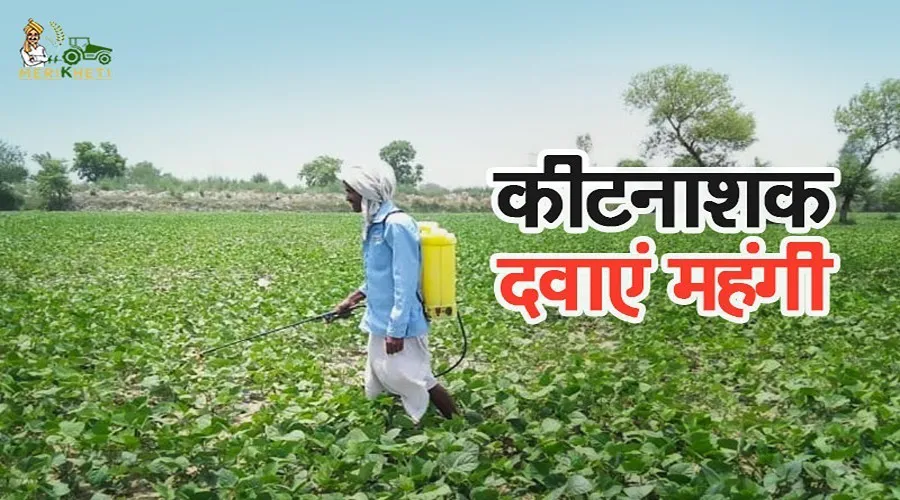 कीटनाशक दवाएं महंगी, मजबूरी में वाशिंग पाउडर छिड़काव कर रहे किसान