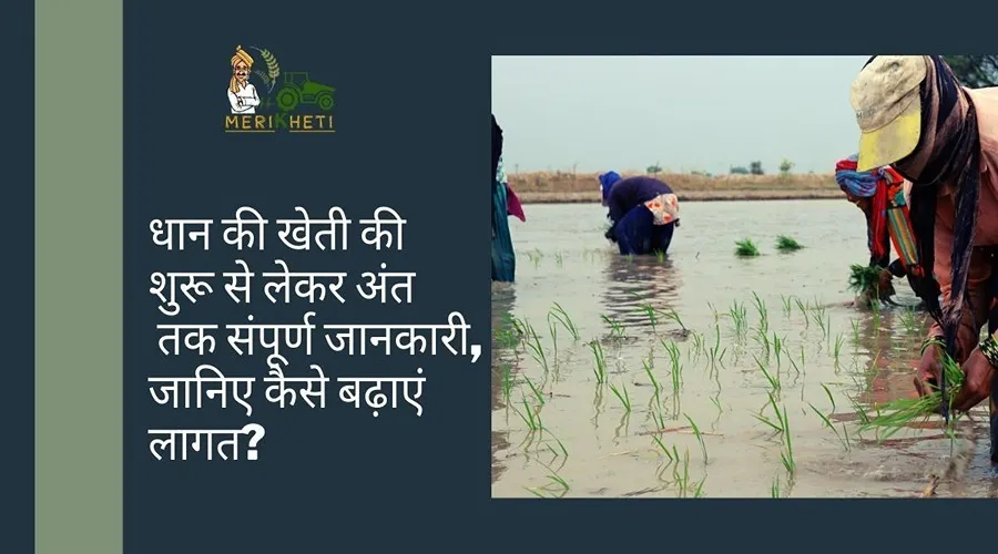 धान की खेती की शुरू से लेकर अंत तक संपूर्ण जानकारी, जानिए कैसे बढ़ाएं लागत