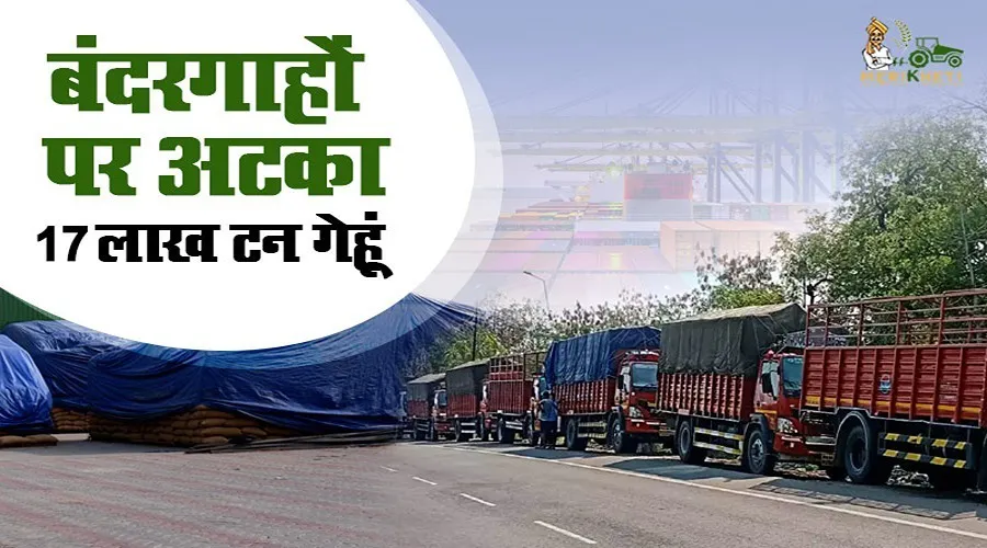 बंदरगाहों पर अटका विदेश जाने वाला 17 लाख टन गेहूं, बारिश में नुकसान की आशंका