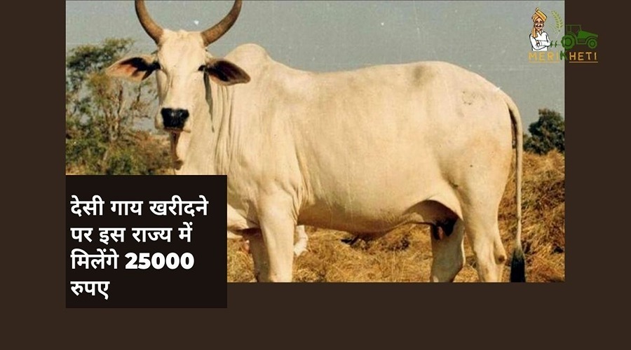 गो-पालकों के लिए अच्छी खबर, देसी गाय खरीदने पर इस राज्य में मिलेंगे 25000 रुपए