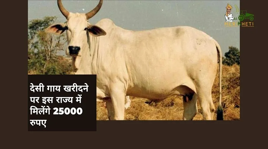 गो-पालकों के लिए अच्छी खबर, देसी गाय खरीदने पर इस राज्य में मिलेंगे 25000 रुपए