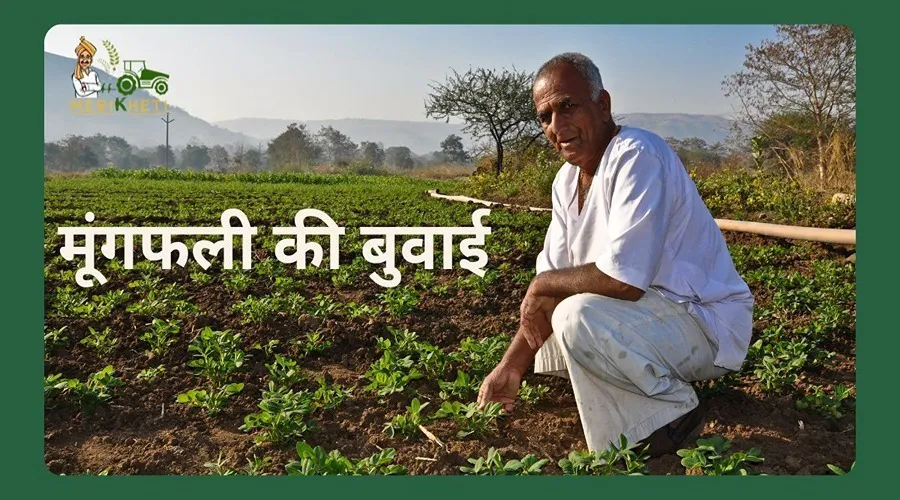 मूंगफली की बुवाई