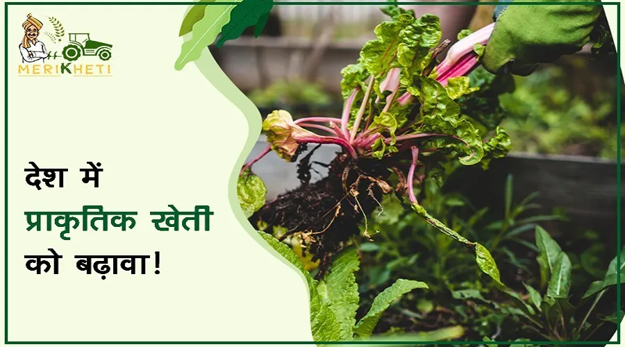 देश में प्राकृतिक खेती को बढ़ावा, 30 फीसदी जमीन पर नेचुरल फार्मिंग की व्यवस्था