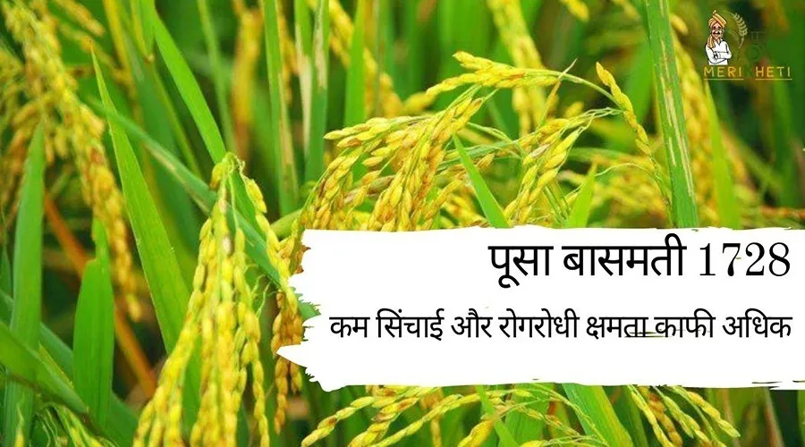 पूसा बासमती 1728 : कम सिंचाई और रोगरोधी क्षमता काफी अधिक, जानिए पूरी जानकारी