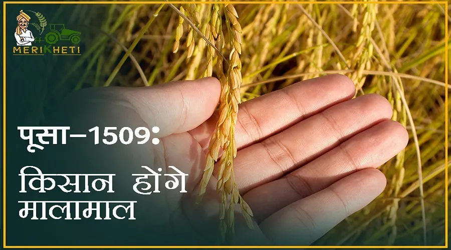 धान की लोकप्रिय किस्म पूसा-1509 : कम समय और कम पानी में अधिक पैदावार : किसान होंगे मालामाल