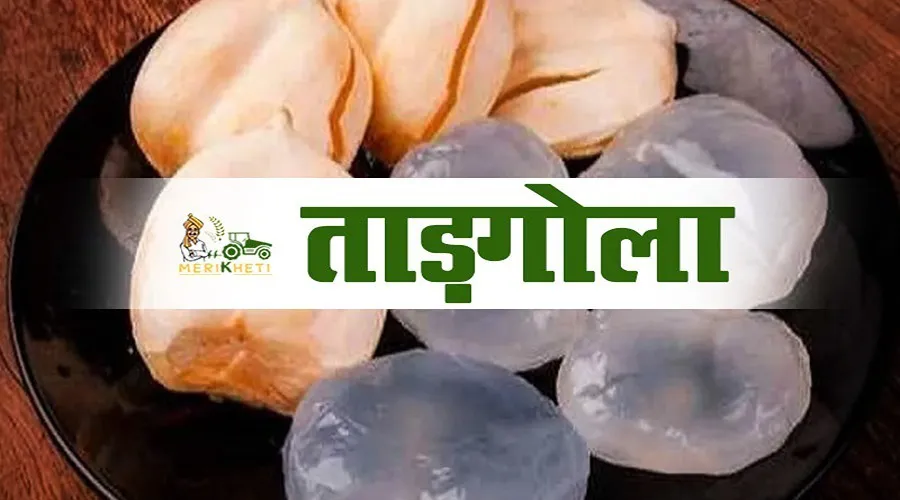 गर्मी में किसानों के आय का नया जरिया ताड़गोला, जानिए इसके फायदे