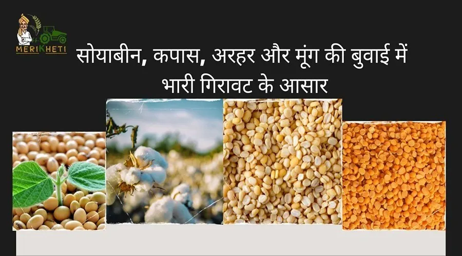 सोयाबीन, कपास, अरहर और मूंग की बुवाई में भारी गिरावट के आसार, प्रभावित होगा उत्पादन