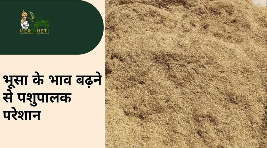 भूसा के बढ़ते भाव ने पशुपालकों को लिया जकड़, तो तूरी ने ईंट भट्ठा स्वामियों को दिखाई अकड़