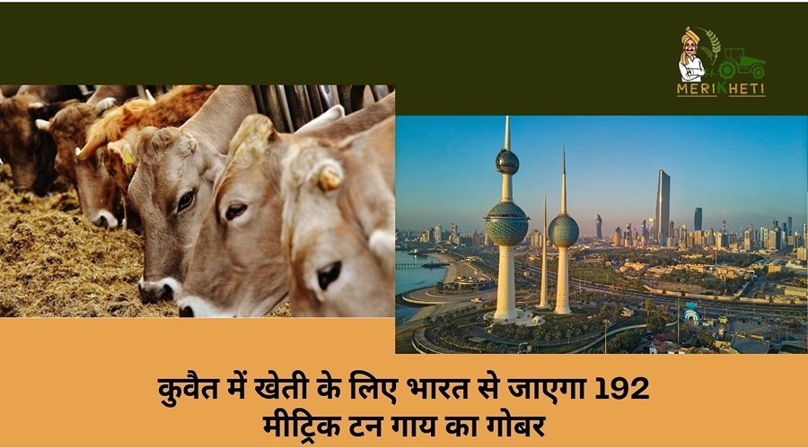 कुवैत में खेती के लिए भारत से जाएगा 192 मीट्रिक टन गाय का गोबर