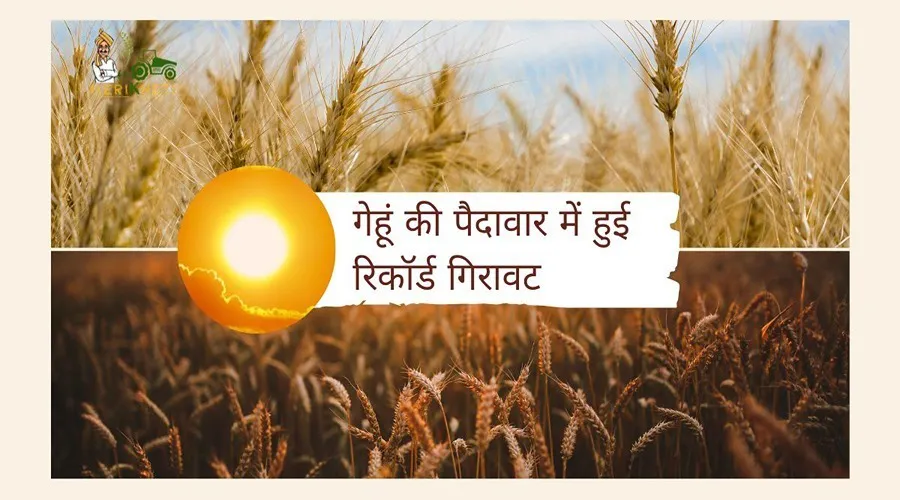 इधर भीषण गर्मी से झुलसे अन्नदाता, उधर गेहूं की पैदावार में हुई रिकॉर्ड गिरावट