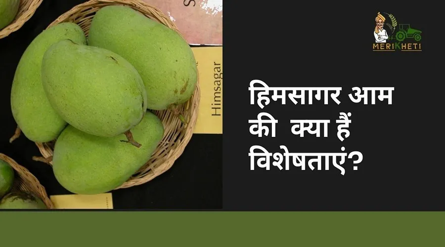 हिमसागर आम की विशेषताएं