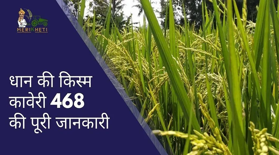 कावेरी 468 धान: 45 क्विंटल तक पैदावार देने वाली किस्म, जानें पूरी जानकारी