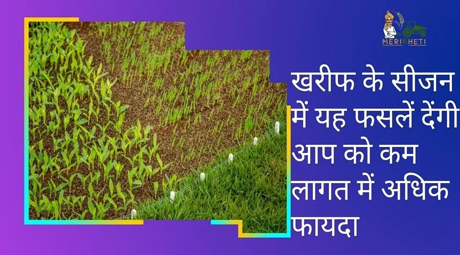 खरीफ के सीजन में यह फसलें देंगी आप को कम लागत में अधिक फायदा, जानिए इनसे जुड़ी बातें