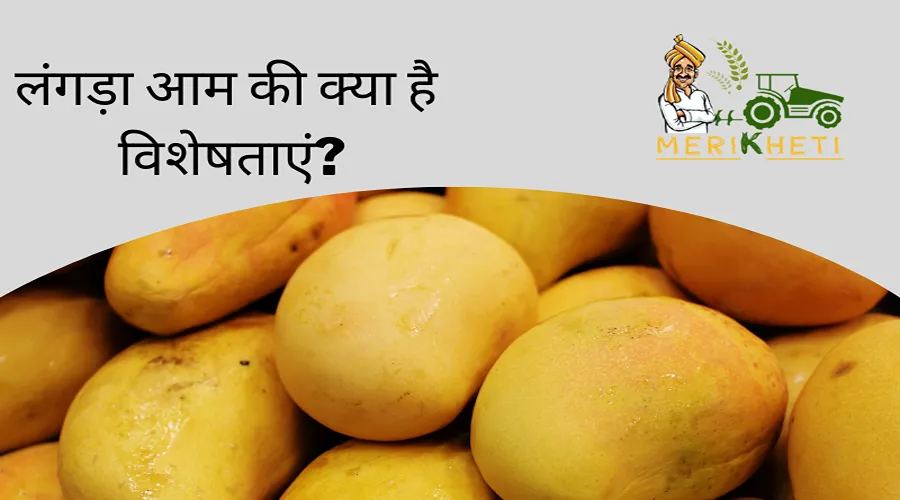 लंगड़ा आम की विशेषताएं