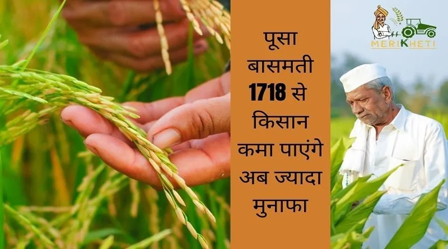धान की किस्म पूसा बासमती 1718, किसान कमा पाएंगे अब ज्यादा मुनाफा